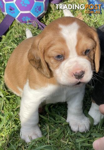 Beautiful Beaglier puppies