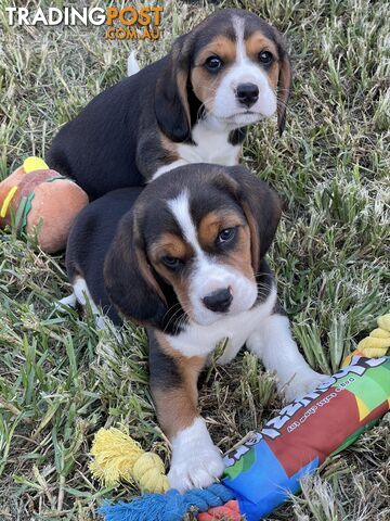 Beautiful Beaglier puppies