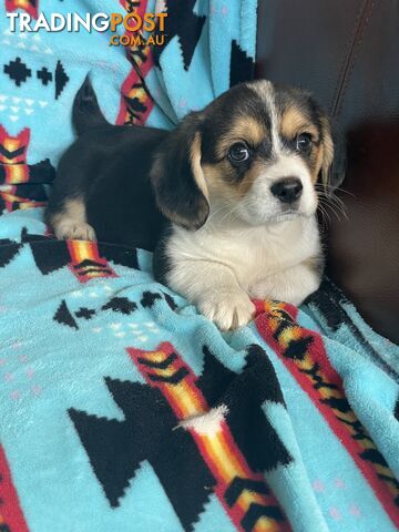 Beautiful Corgi x Cavalier puppies