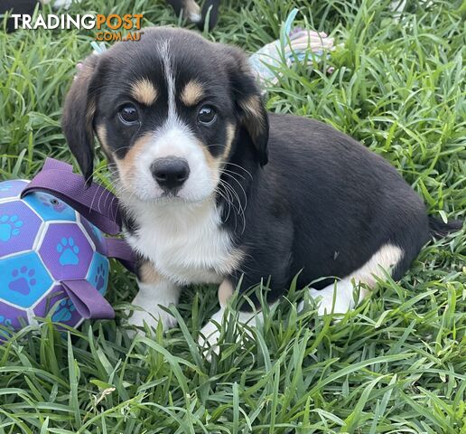 Beautiful Corgi x Cavalier puppies