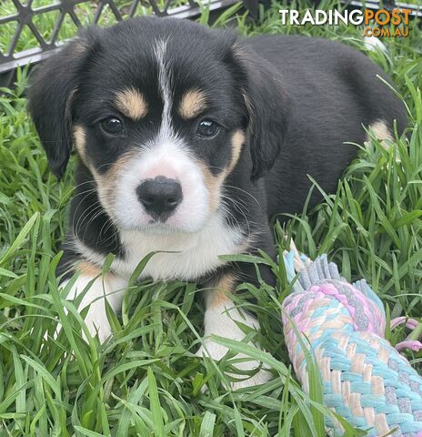 Beautiful Corgi x Cavalier puppies