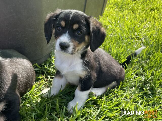 Beautiful Corgi x Cavalier puppies