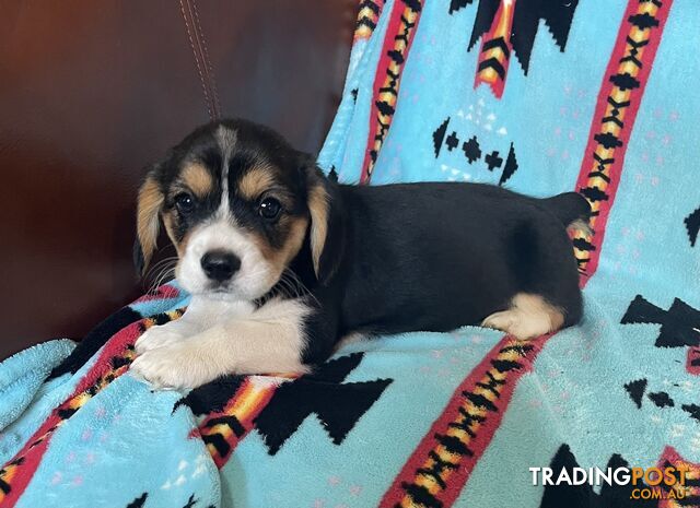 Beautiful Corgi x Cavalier puppies