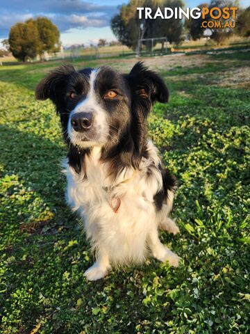 Border Collie Puppies