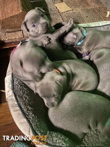 English blue staffies