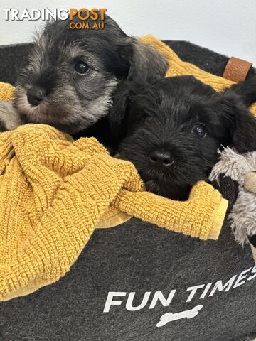 Miniature schnauzer - Ready to re-home