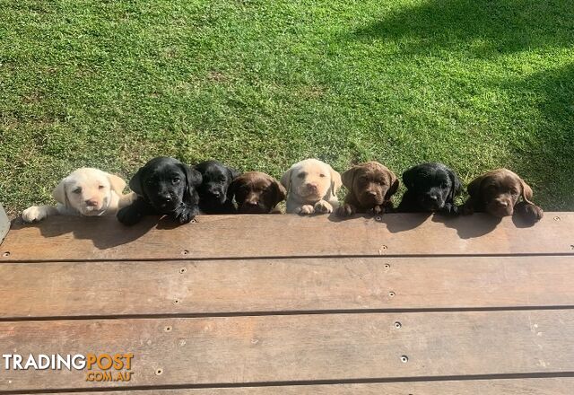 Purebred Labrador Puppies | Black &amp;amp;amp; Gold | Male &amp;amp;amp; Female