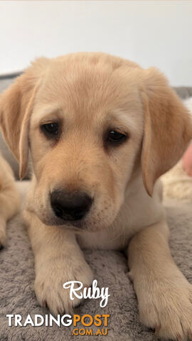 Beautiful Labrador Puppies ready for their forever homes♥️