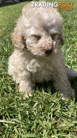 Purebred Miniature Poodles