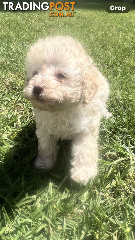 Purebred Miniature Poodles