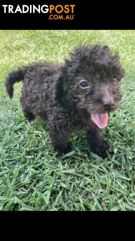 Purebred Miniature Poodles