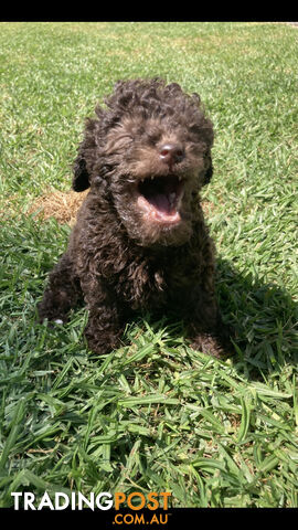 Purebred Miniature Poodles