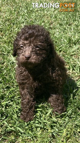 Purebred Miniature Poodles