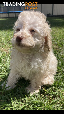 Purebred Miniature Poodles