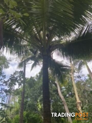 palm seedlings, sprouts and seeds