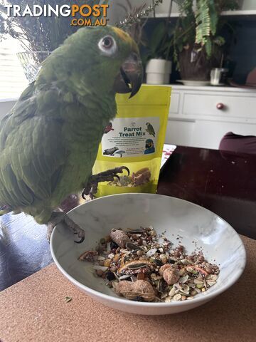 Tame amazon parrot