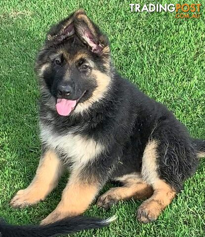 Pure Bred Long Hair German Shepherd Puppies