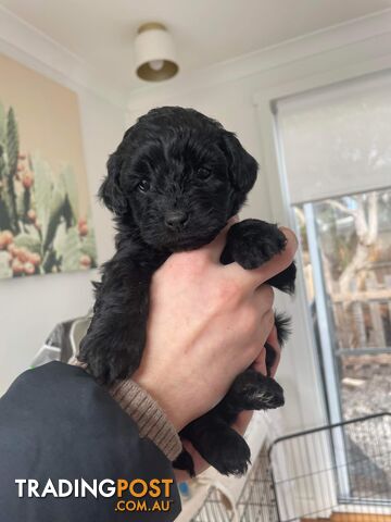 Cavoodle X puppies for sale