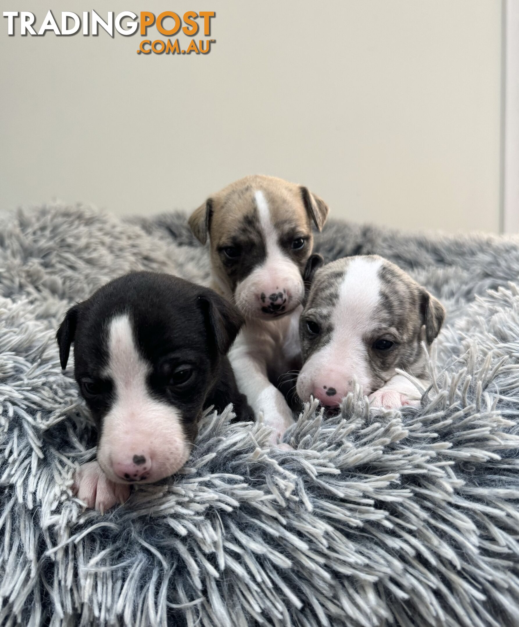 Purebred Whippet Puppies (ANKC Registered)