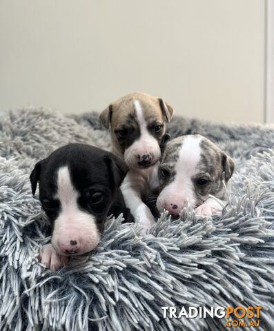 Purebred Whippet Puppies (ANKC Registered)