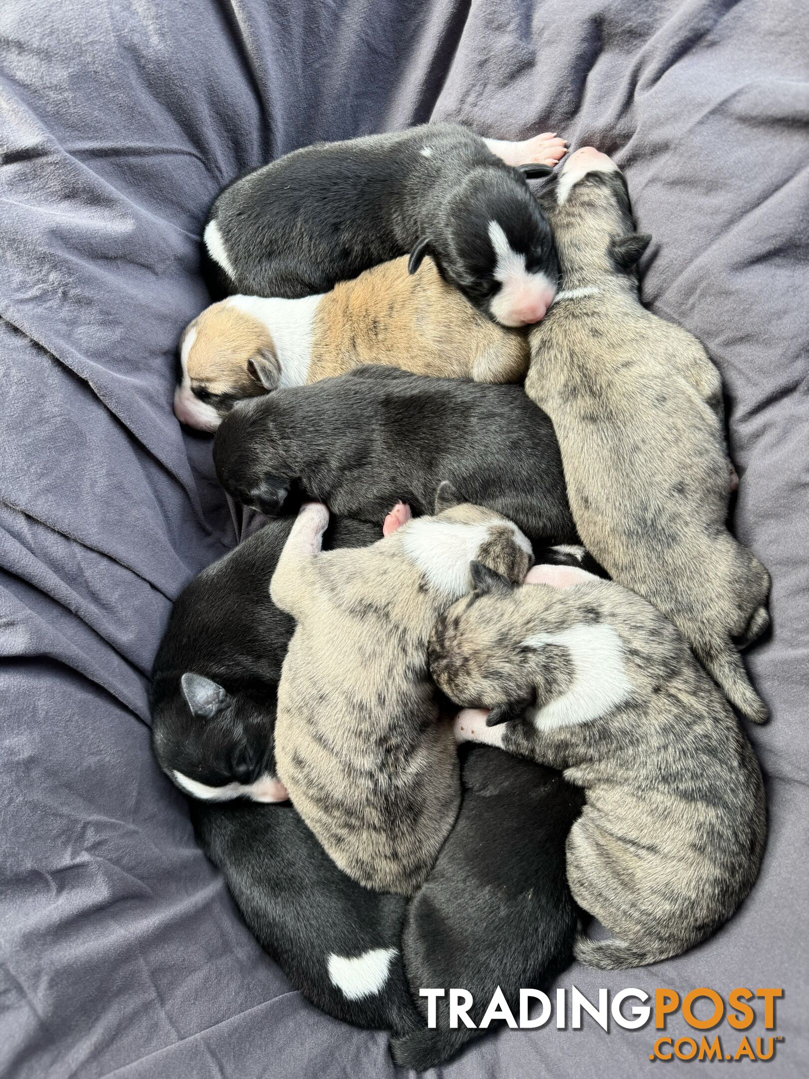 Purebred Whippet Puppies (ANKC Registered)