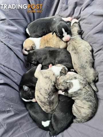 Purebred Whippet Puppies (ANKC Registered)