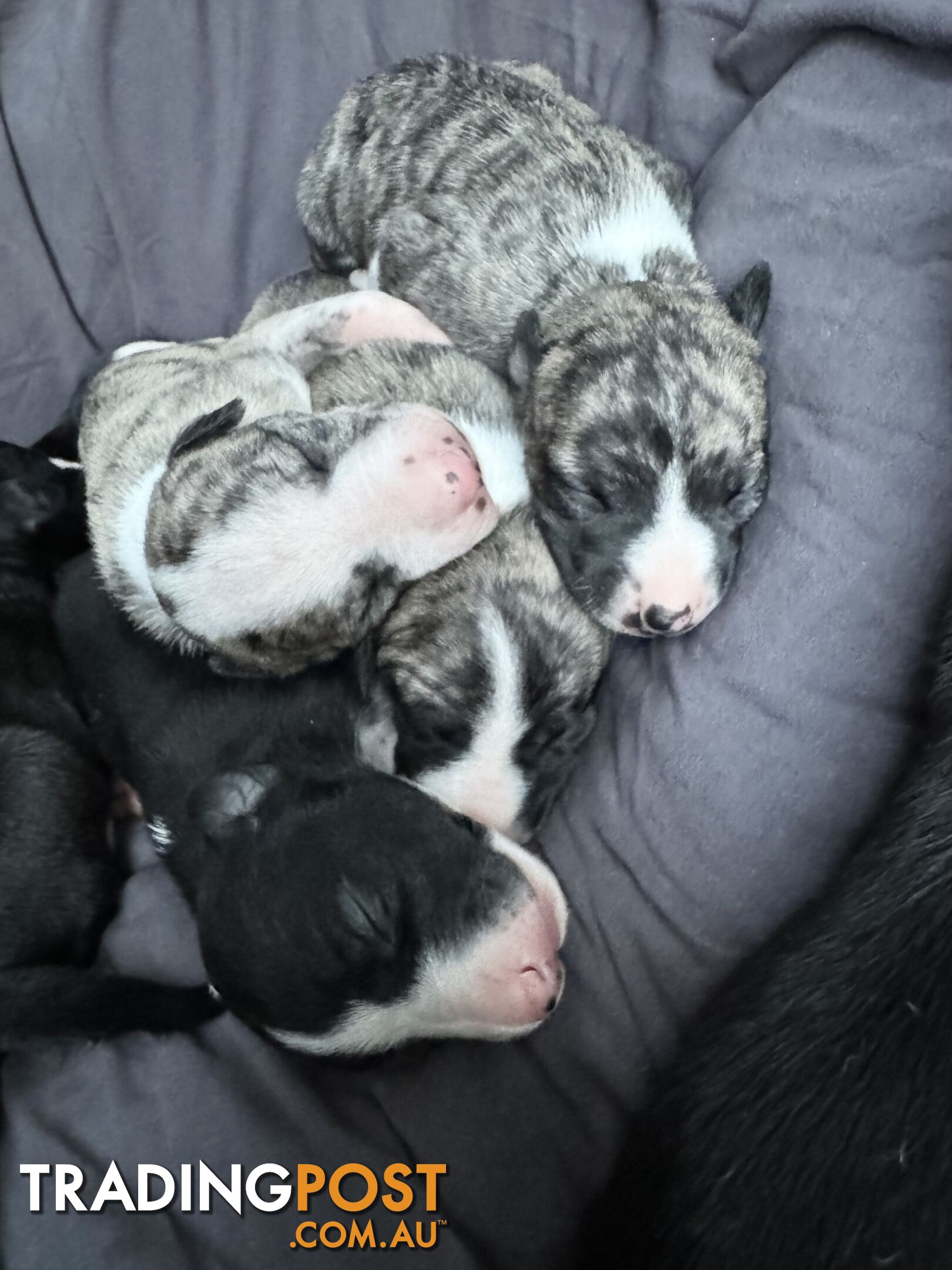 Purebred Whippet Puppies (ANKC Registered)