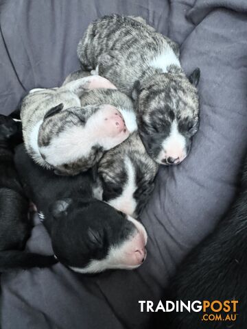 Purebred Whippet Puppies (ANKC Registered)