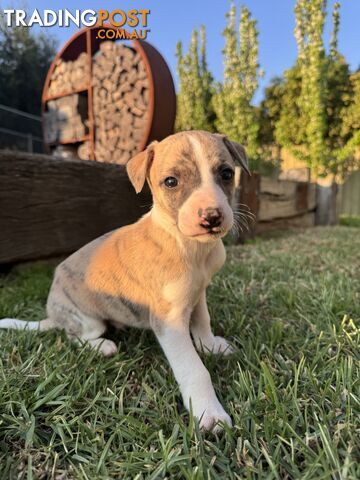 Purebred Whippet Puppies (Pedigree Papers)