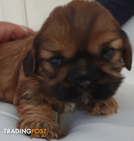 Cava Tzu (Cavalier x Shih Tzu) puppies for sale