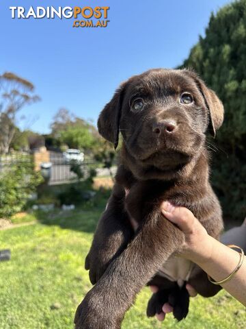 Labrador Retriever Pups