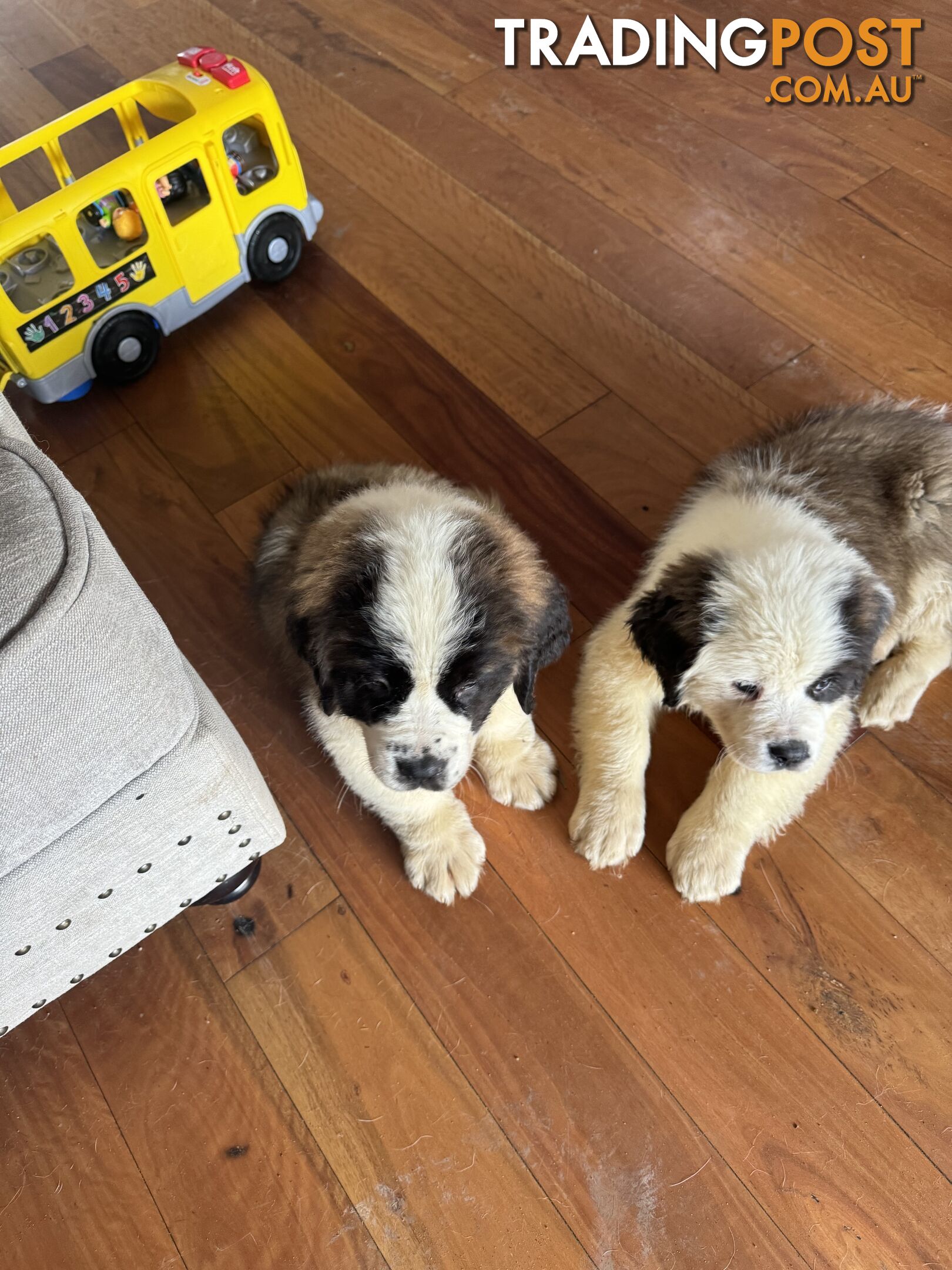 Pure bred Saint Bernard Pups