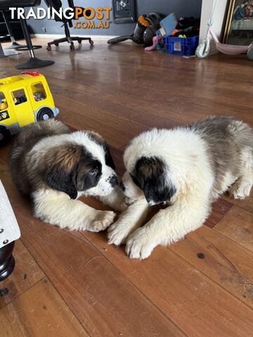 Pure bred Saint Bernard Pups (1 male pup left)