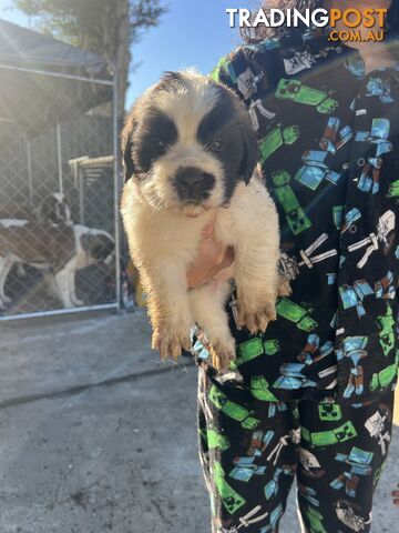 Pure bred Saint Bernard Pups