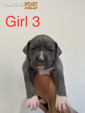 American Staffy XL Pure Breed