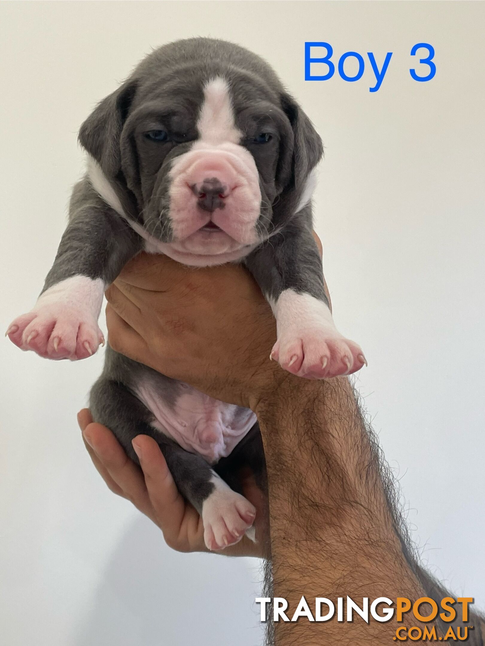 American Staffy XL Pure Breed