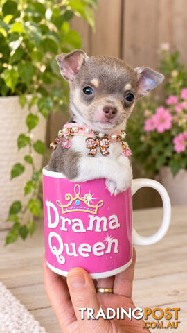 Teacup Chihuahuas Pure bred in rare lilac!