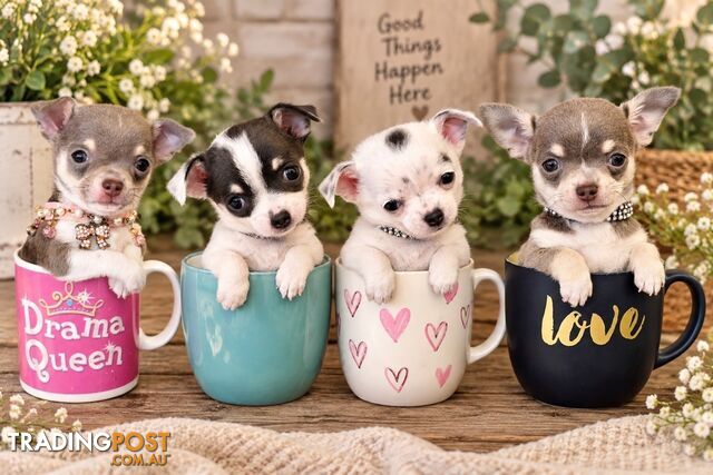 Teacup Chihuahua Puppies! Beautiful lilac Colours!