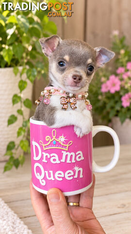Teacup Chihuahua Puppies! Beautiful lilac Colours!