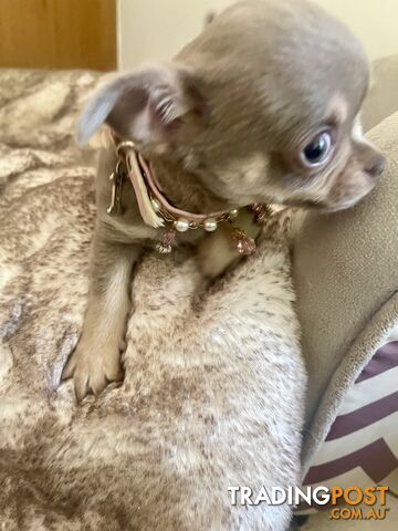 Teacup Chihuahuas Rare Lilac Breading-Available Now!