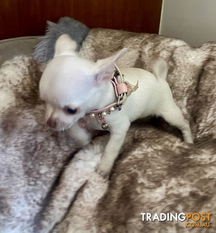 Teacup Chihuahua pure white female!