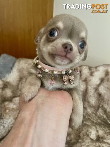 Teacup Chihuahuas Rare Lilac Breading-Available Now!