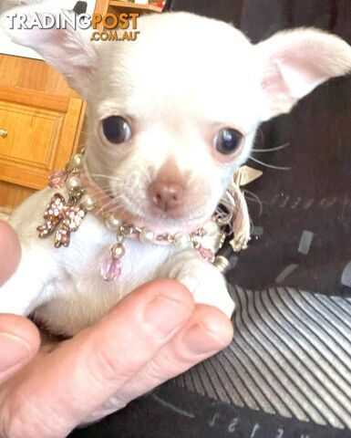 Teacup Chihuahua pure white female!