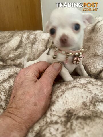 Teacup Chihuahua pure white female!