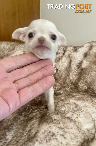 Teacup Chihuahua pure white female!