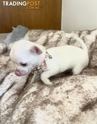 Teacup Chihuahua pure white female!