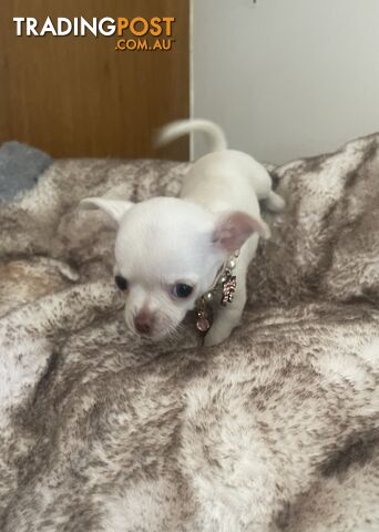 Teacup Chihuahua pure white female!