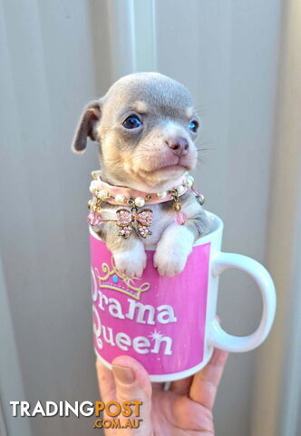 Teacup Chihuahuas