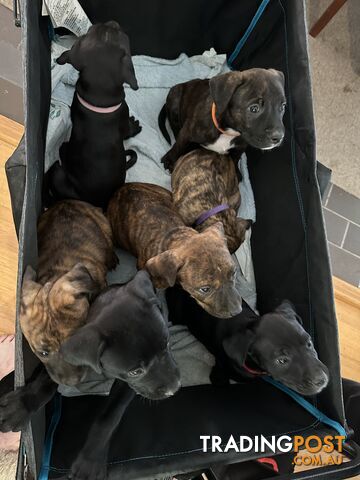 Adorable cane corso x staffie puppies for sale