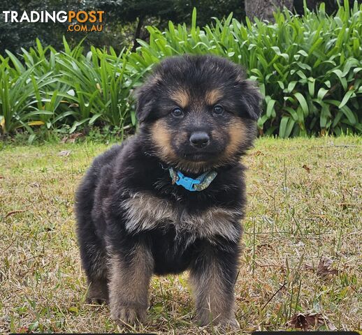 Purebred German Shepherd Puppies – Available September 2026